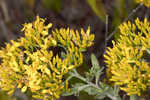 Woody goldenrod